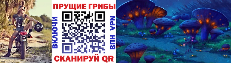 Купить  Кологрив  Галлюциногенные грибы Psilocybine cubensis 
